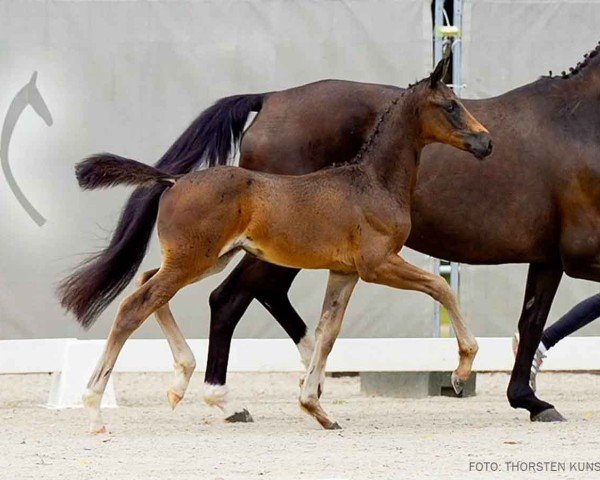 Fohlen von Dynamic Special (Hannoveraner, 2024, von Dynamic Dream)