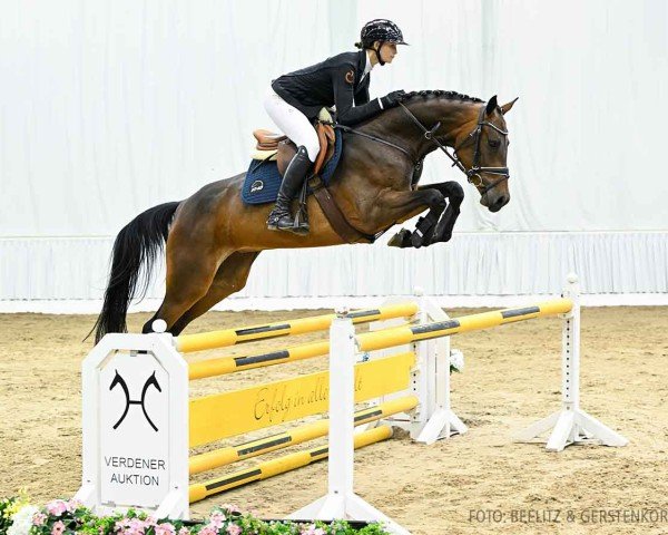 jumper Cosmopolitan S 2 (Hanoverian, 2019, from Casiro I)