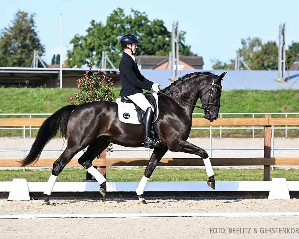 dressage horse Total Happy H (Hanoverian, 2021, from Total Hope OLD)