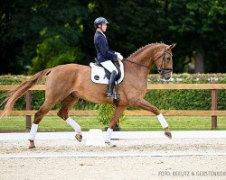 dressage horse Santorin 41 (Hanoverian, 2018, from Secret)