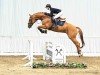 jumper Flavio 67 (Hanoverian, 2018, from Flic Flac)