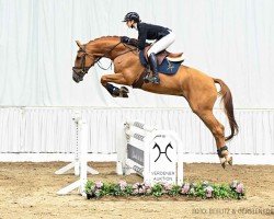 jumper Flavio 67 (Hanoverian, 2018, from Flic Flac)