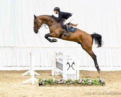 jumper Ozark (Hanoverian, 2018, from Ogano)