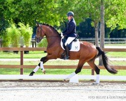 dressage horse Sandmann (Hanoverian, 2021, from So Perfect)