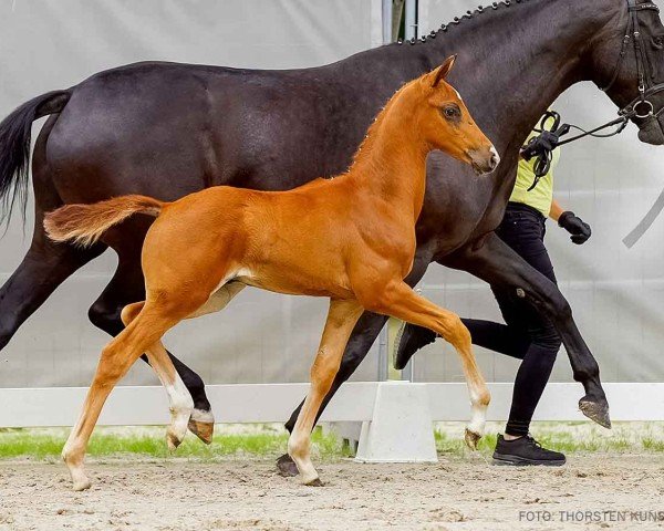 foal by Valur (Hanoverian, 2024, from Vitalis)