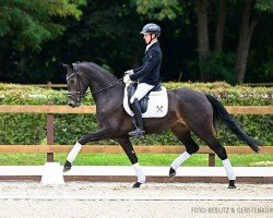 dressage horse Violetta 99 (Hanoverian, 2021, from Harmony's V-Plus)