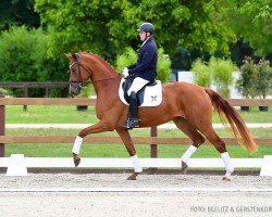 dressage horse Vajana (Hanoverian, 2021, from Von und Zu)