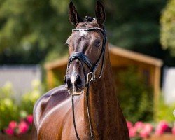 dressage horse Escarano (Hanoverian, 2020, from Escamillo)