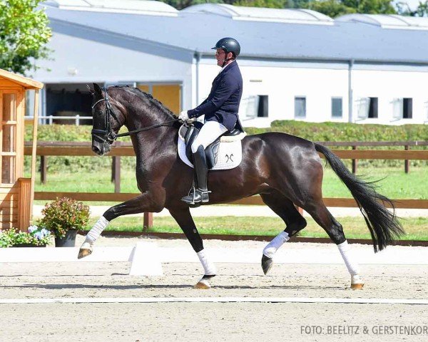 dressage horse So In Love K (Hanoverian, 2020, from Sezuan)