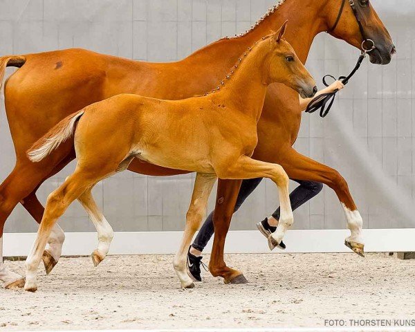 foal by Excalidor (Hanoverian, 2024, from Excalibur)