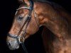 dressage horse Lorentin's First (Rhinelander, 2016, from Lorentins Best)