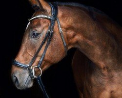 dressage horse Lorentin's First (Rhinelander, 2016, from Lorentins Best)