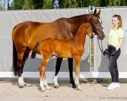 foal by Dejan S (Hanoverian, 2024, from Despacito 16)