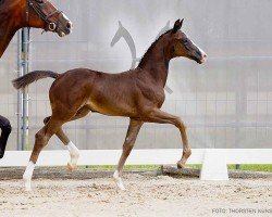 foal by Tahnee Brillant (Hanoverian, 2024, from Tie Break)