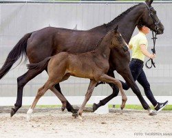 foal by Bellini (Hanoverian, 2024, from Bonds)