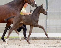 foal by Schack de Lou (Hanoverian, 2024, from San Amour I)