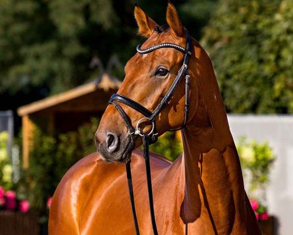 horse Nepomuk (Hanoverian, 2020, from Nartago)