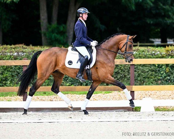 dressage horse Zafira (Hanoverian, 2020, from Blue Hors Zackerey)