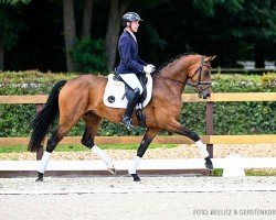 dressage horse Zafira (Hanoverian, 2020, from Blue Hors Zackerey)