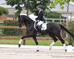 dressage horse Tarabas (Hanoverian, 2021, from Top Gear)