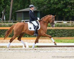 dressage horse Sunshine (Hanoverian, 2021, from Secret)