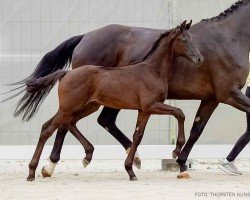 foal by Solitär (Hanoverian, 2024, from Shu Fu)