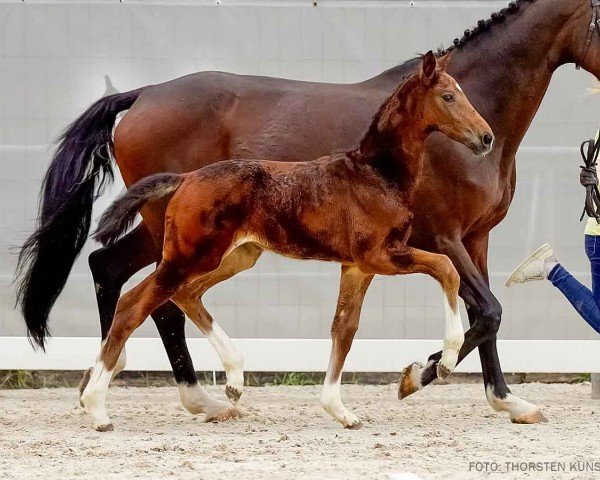 foal by Sinfonie (Hanoverian, 2024, from Sebastino PS)