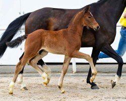 foal by Boby (Hanoverian, 2024, from Bon Bolero OLD)