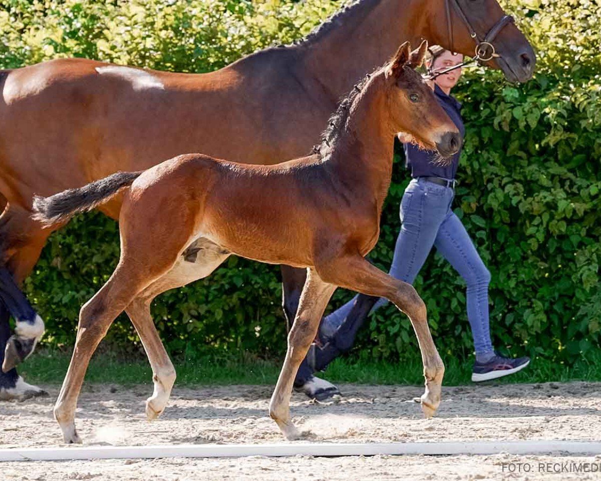 dressage horse Elegant H (Hanoverian, 2024, from Escaneno)