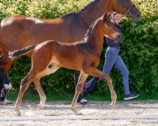 foal by Elegant H (Hanoverian, 2024, from Escaneno)