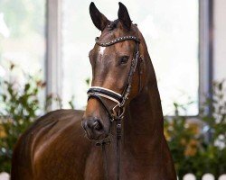 dressage horse Santorini ZR (Hanoverian, 2021, from Sandro Hit)