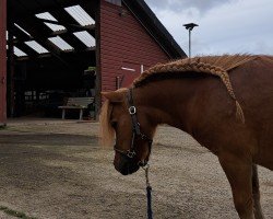 horse King van Stal de Hoefnagel (Shetland Pony, 2016, from Abeltje van de Hoven Allee)