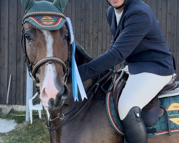 jumper Clear Gloria PS (Oldenburg show jumper, 2019, from Clear Heart)