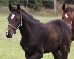 foal by Hengst von Duplexx / Barcley (Holsteiner, 2024, from Duplexx)