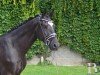 dressage horse Duke vom Wiehen (Hanoverian, 2020)