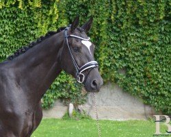 dressage horse Duke vom Wiehen (Hanoverian, 2020)