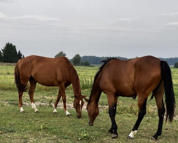 broodmare Oxana (Trakehner, 2015, from Syriano)