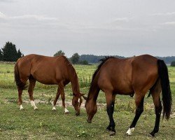 Zuchtstute Oxana (Trakehner, 2015, von Syriano)