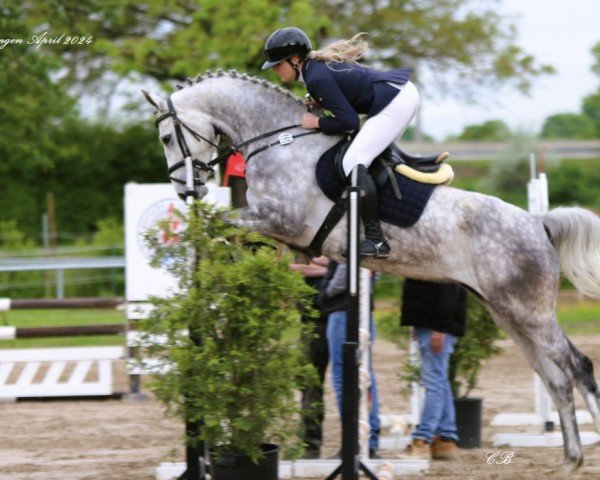 jumper Grey Sloane (Hanoverian, 2020, from Grey Top)