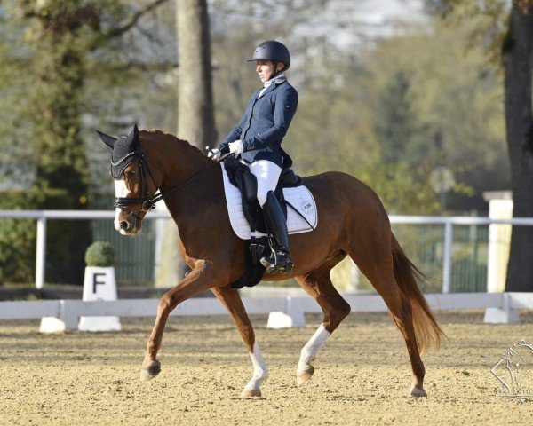 broodmare Na Luna (German Riding Pony, 2016, from Fs Numero Uno)