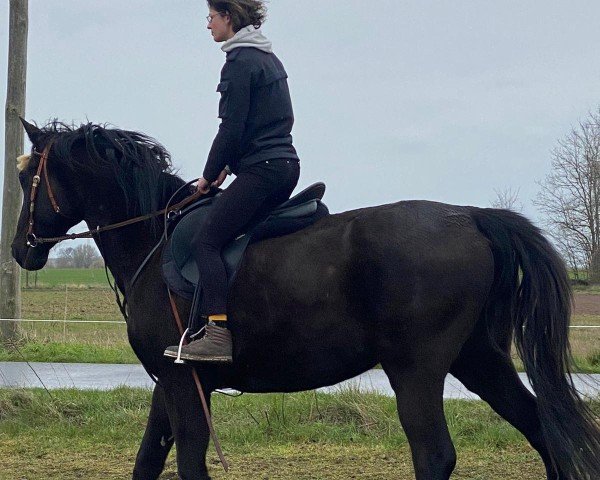 horse L'Amour TN (Trakehner, 2007, from Elkadi II)