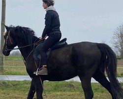 horse L'Amour TN (Trakehner, 2007, from Elkadi II)