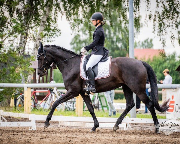 dressage horse Kelani 2 (German Sport Horse, 2016, from Santo Domingo)