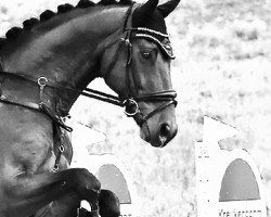 dressage horse Dandy 497 (Hanoverian, 2011, from Dauphin)