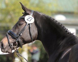 broodmare Insterspiel (Trakehner, 2010, from Albaran xx)