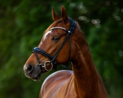 eventing horse Rania in Space (Trakehner, 2013, from First Flight Spirit)