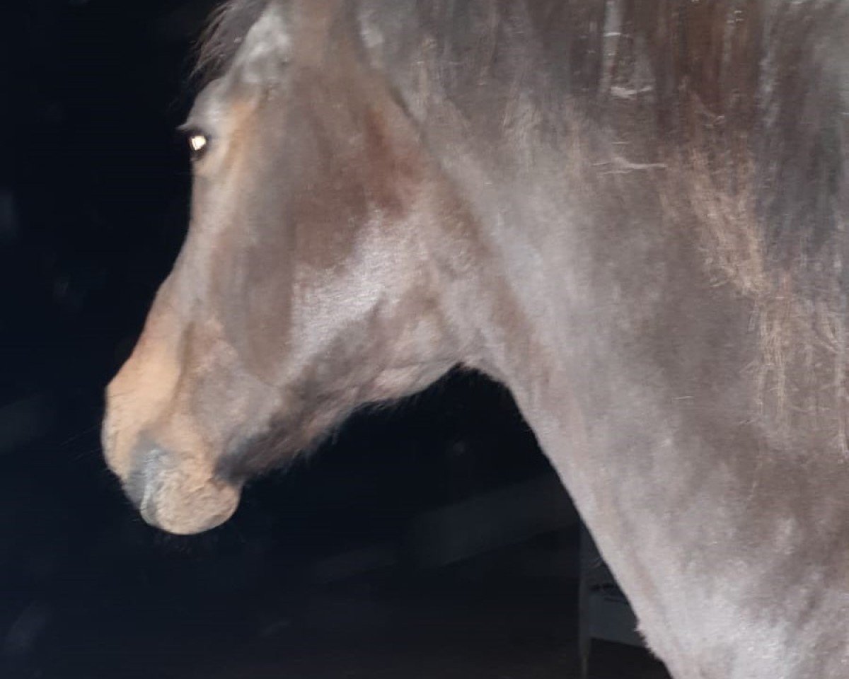 horse Adorno (Bavarian, 2002, from Acord's Champion)