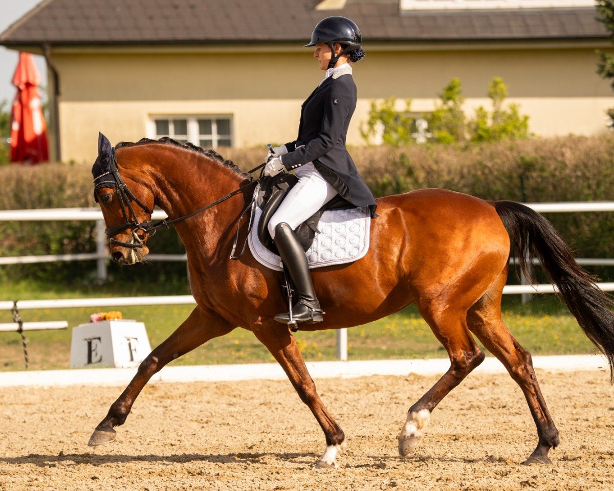 dressage horse Peron´s Clover B (Austrian Warmblood, 2011, from Moosbachhof's Peron)