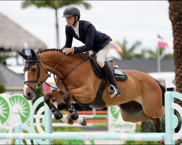 jumper Phaedra van de Berghoeve (Belgian Warmblood, 2015, from Carrico)