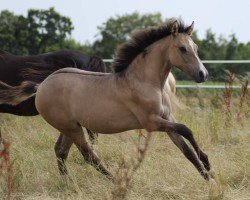 Dressurpferd Steverheides Goldener Schnatz (Deutsches Reitpony, 2023, von Gold Garant)